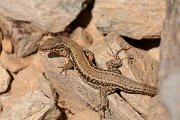 David Plant Photography - Wildlife Photography - Cretan wall lizard - A