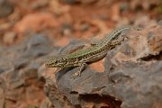 David Plant Photography - Wildlife Photography - Cretan wall lizard - E