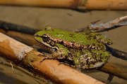 Amphibians