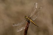 Dragonflies