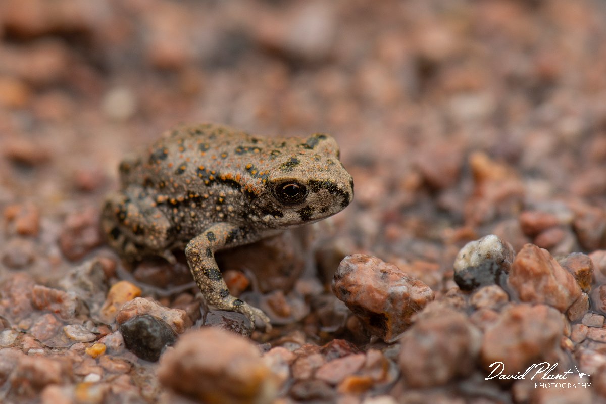 DPPhotography - Lesvos - Green toad - B.jpg - Green toad - Tsiknias river, Lesvos
