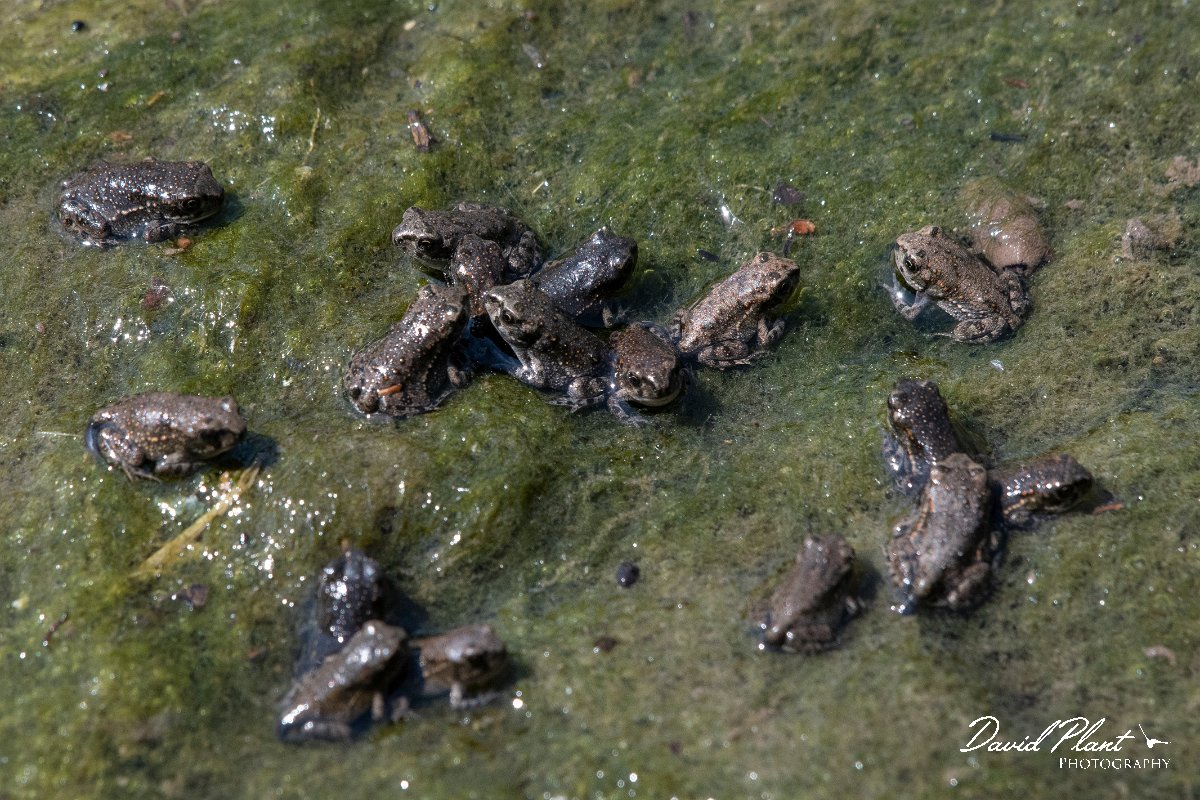 DPPhotography - Lesvos - Green toad - E.jpg - Green toad - Anaxos, Lesvos