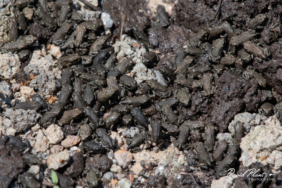 DPPhotography - Lesvos - Green toad - G.jpg - Green toad - Anaxos, Lesvos