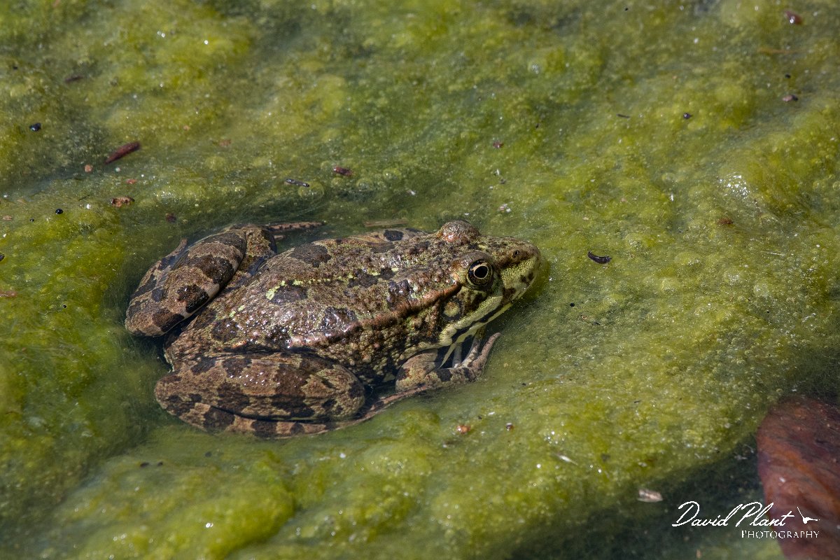 DPPhotography - Lesvos - Levant water frog - B.jpg - Levant water frog - Anaxos, Lesvos