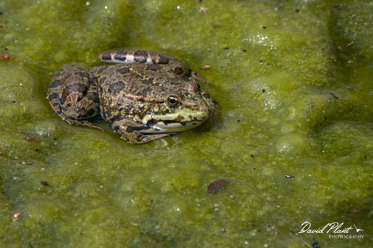 DPPhotography - Lesvos - Levant water frog - D.jpg - Levant water frog - Anaxos, Lesvos
