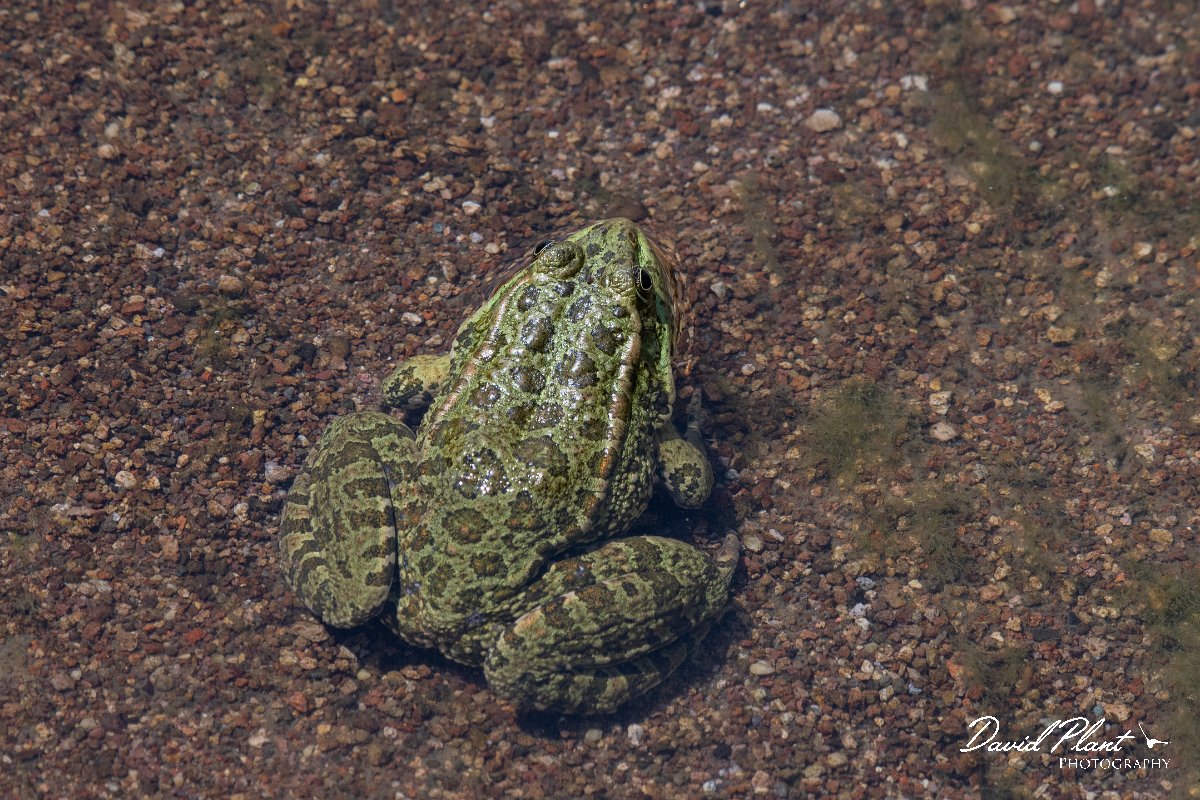 DPPhotography - Lesvos - Levant water frog - E.jpg - Levant water frog - Anaxos, Lesvos