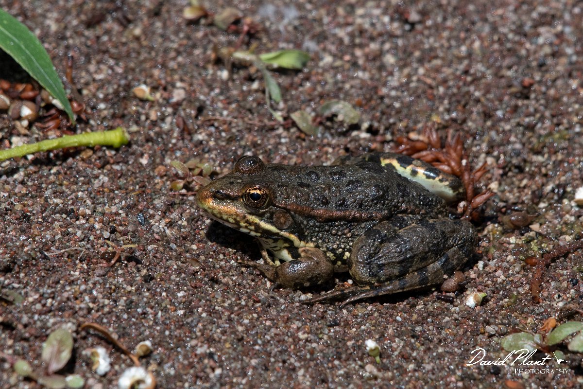 DPPhotography - Lesvos - Levant water frog - K.jpg - Levant water frog - Anaxos, Lesvos
