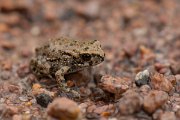 DPPhotography - Lesvos - Green toad - B