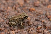DPPhotography - Lesvos - Green toad - C