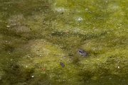 DPPhotography - Lesvos - Green toad - F