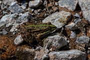 DPPhotography - Lesvos - Levant water frog - A