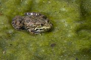 DPPhotography - Lesvos - Levant water frog - D