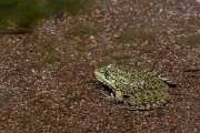 DPPhotography - Lesvos - Levant water frog - G