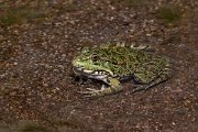 DPPhotography - Lesvos - Levant water frog - H