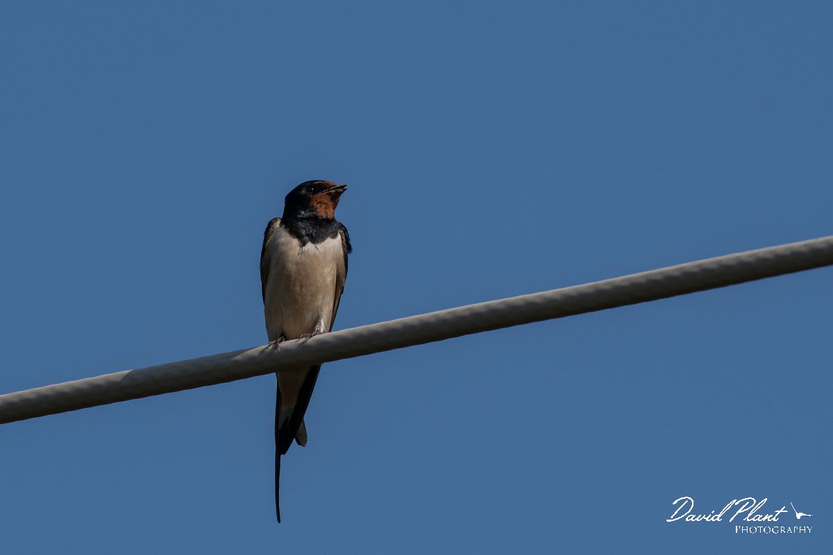 DPPhotography - Lesvos - Barn swallow - A.jpg - Barn swallow - Anaxos, Lesvos