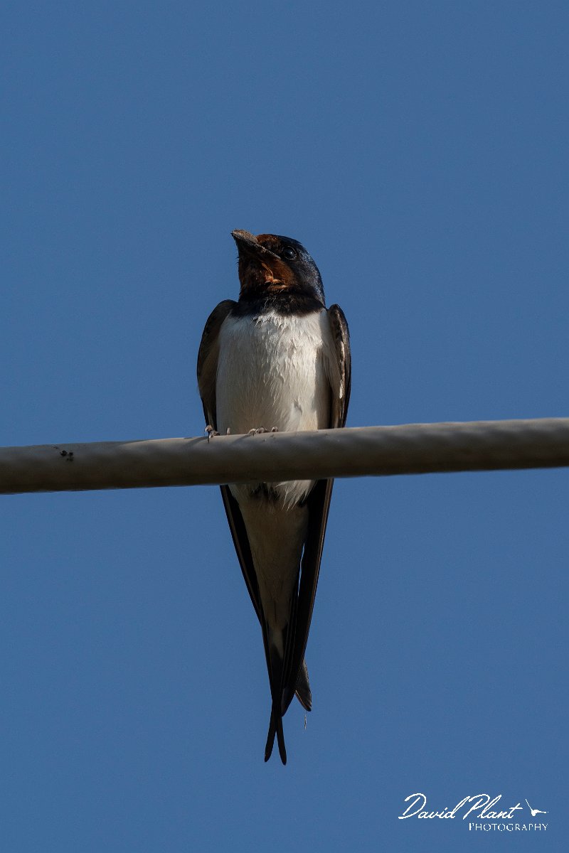 DPPhotography - Lesvos - Barn swallow - D.jpg - Barn swallow - Anaxos, Lesvos