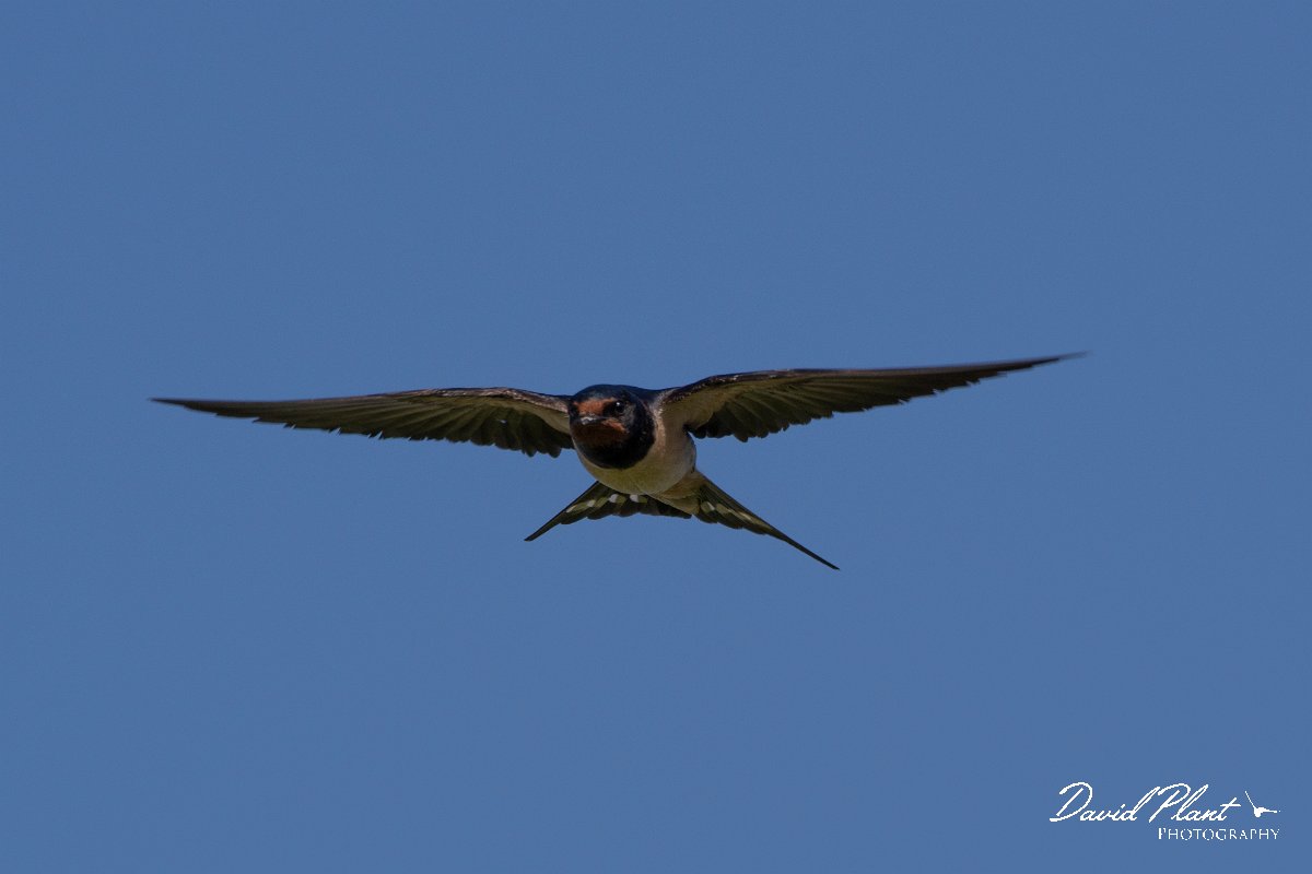 DPPhotography - Lesvos - Barn swallow - F.jpg - Barn swallow - Anaxos, Lesvos