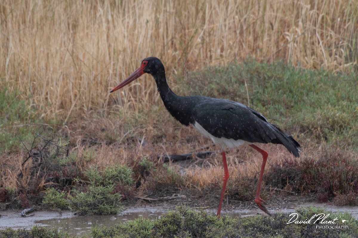 DPPhotography - Lesvos - Black stork - E.jpg - Black stork - Kalloni saltpans, Lesvos