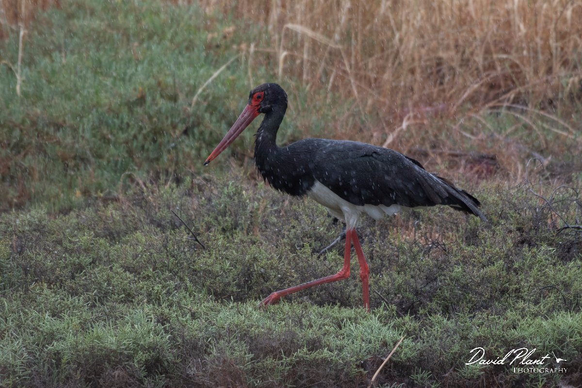 DPPhotography - Lesvos - Black stork - F.jpg - Black stork - Kalloni saltpans, Lesvos