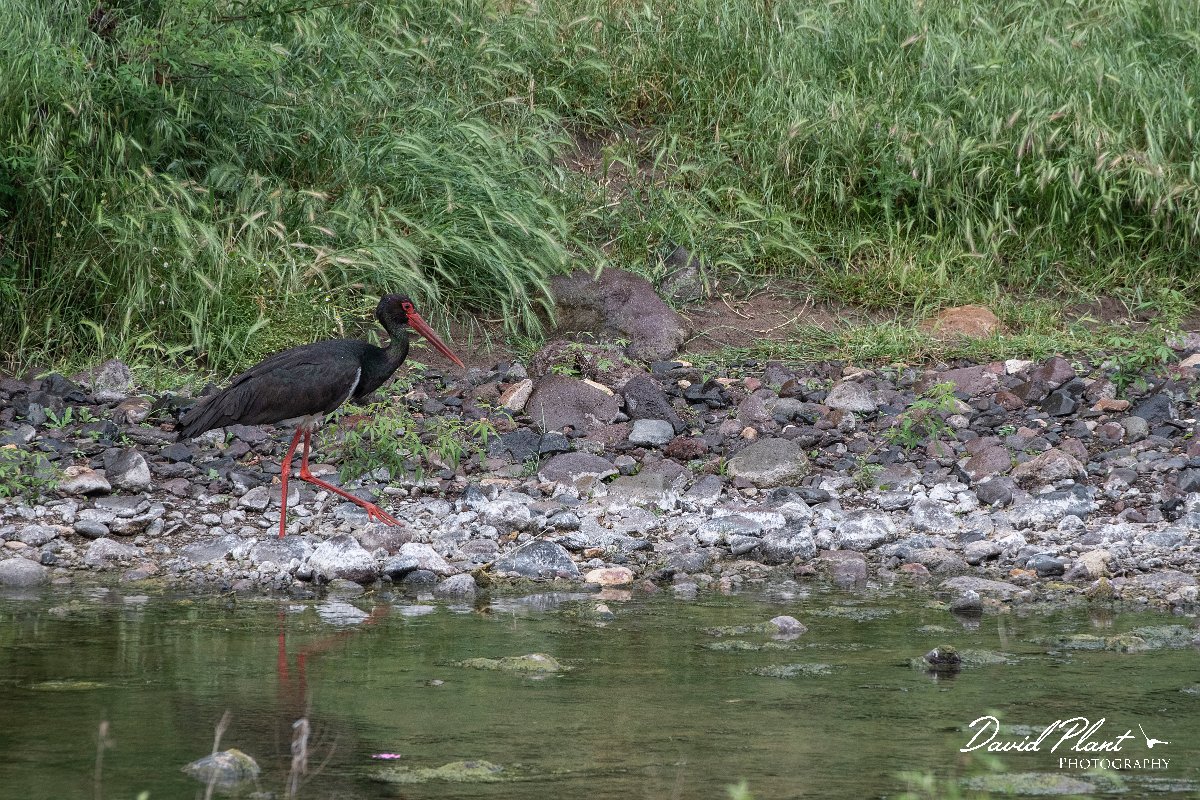 DPPhotography - Lesvos - Black stork - H.jpg - Black stork - Tsiknias river, Lesvos