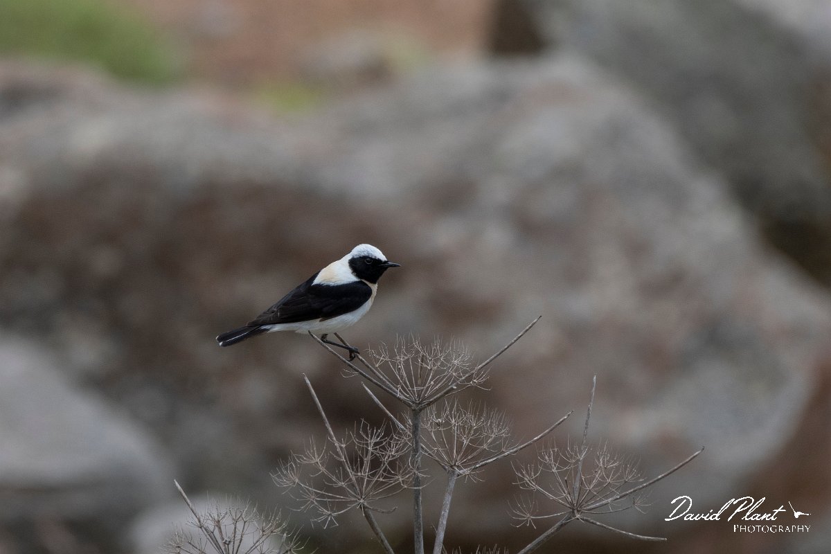 DPPhotography - Lesvos - Black-eared wheatear - D.jpg - Black-eared wheatear - Ipsilou Monastery, Lesvos