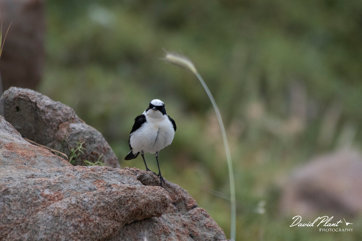 DPPhotography - Lesvos - Black-eared wheatear - G.jpg - Black-eared wheatear - Ipsilou Monastery, Lesvos
