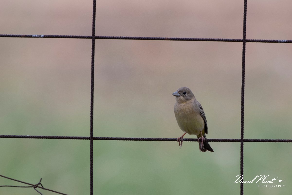 DPPhotography - Lesvos - Black-headed bunting - B.jpg - Black-headed bunting - Madaros, Lesvos