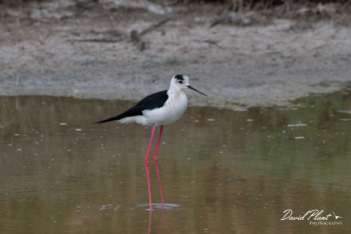 DPPhotography - Lesvos - Black-winged stilt - A.jpg - Black-winged stilt - Kalloni saltpans, Lesvos