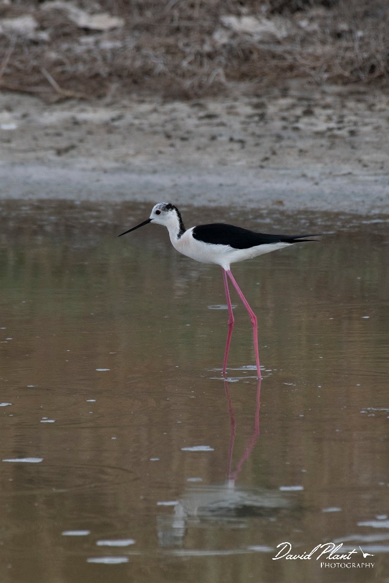 DPPhotography - Lesvos - Black-winged stilt - C.jpg - Black-winged stilt - Kalloni saltpans, Lesvos