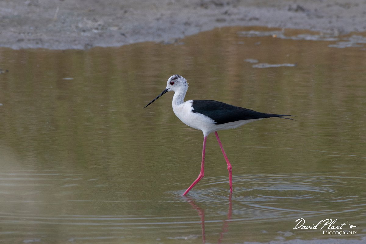 DPPhotography - Lesvos - Black-winged stilt - D.jpg - Black-winged stilt - Kalloni saltpans, Lesvos