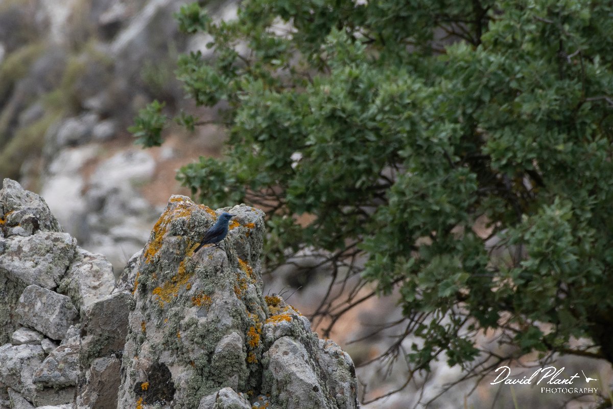 DPPhotography - Lesvos - Blue rock thrush - A.jpg - Blue rock thrush - Ipsilou Monastery, Lesvos