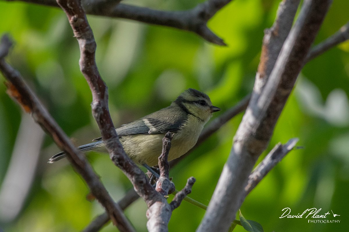 DPPhotography - Lesvos - Blue tit - A.jpg - Blue tit - Anaxos, Lesvos