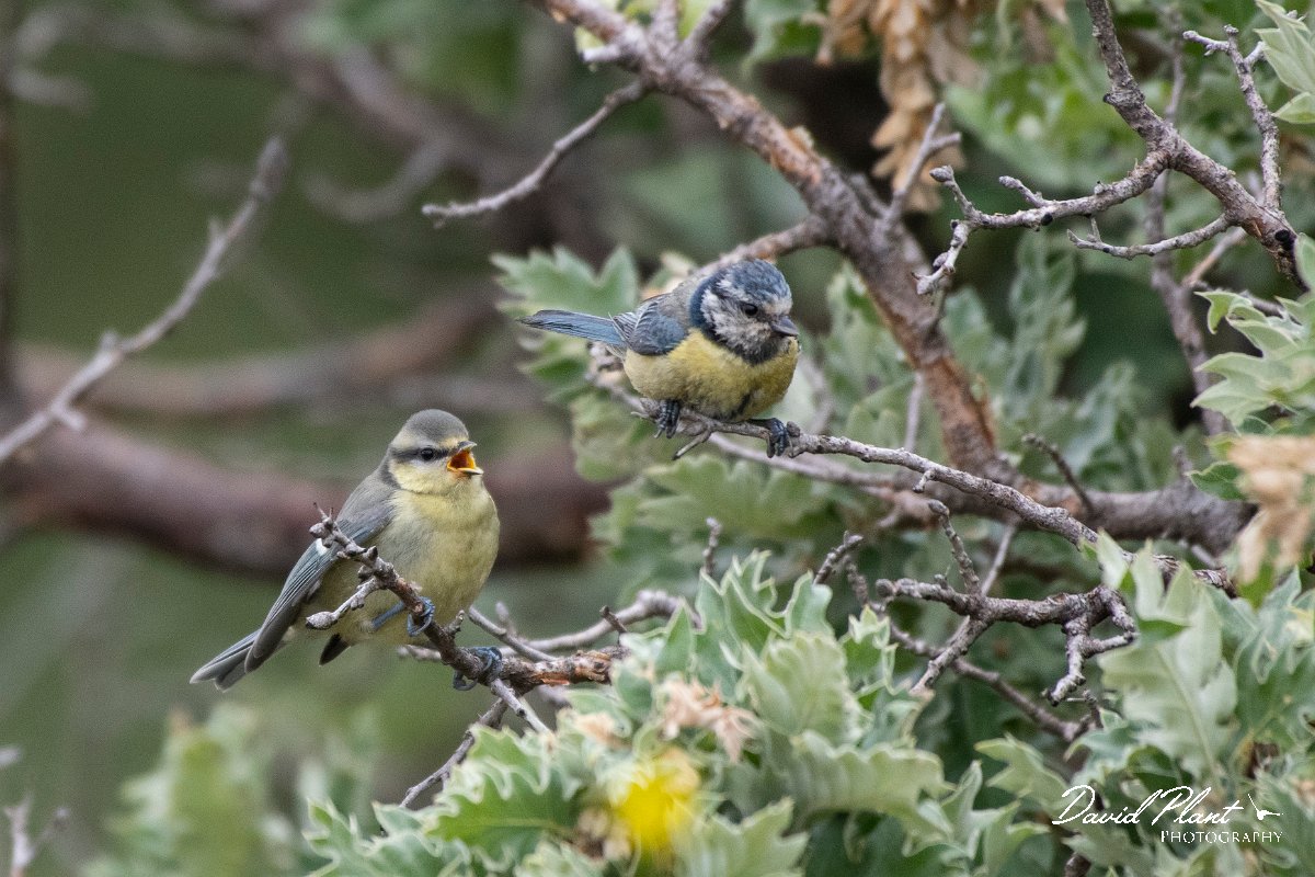 DPPhotography - Lesvos - Blue tit - B.jpg - Blue tit - Ipsilou Monastery, Lesvos