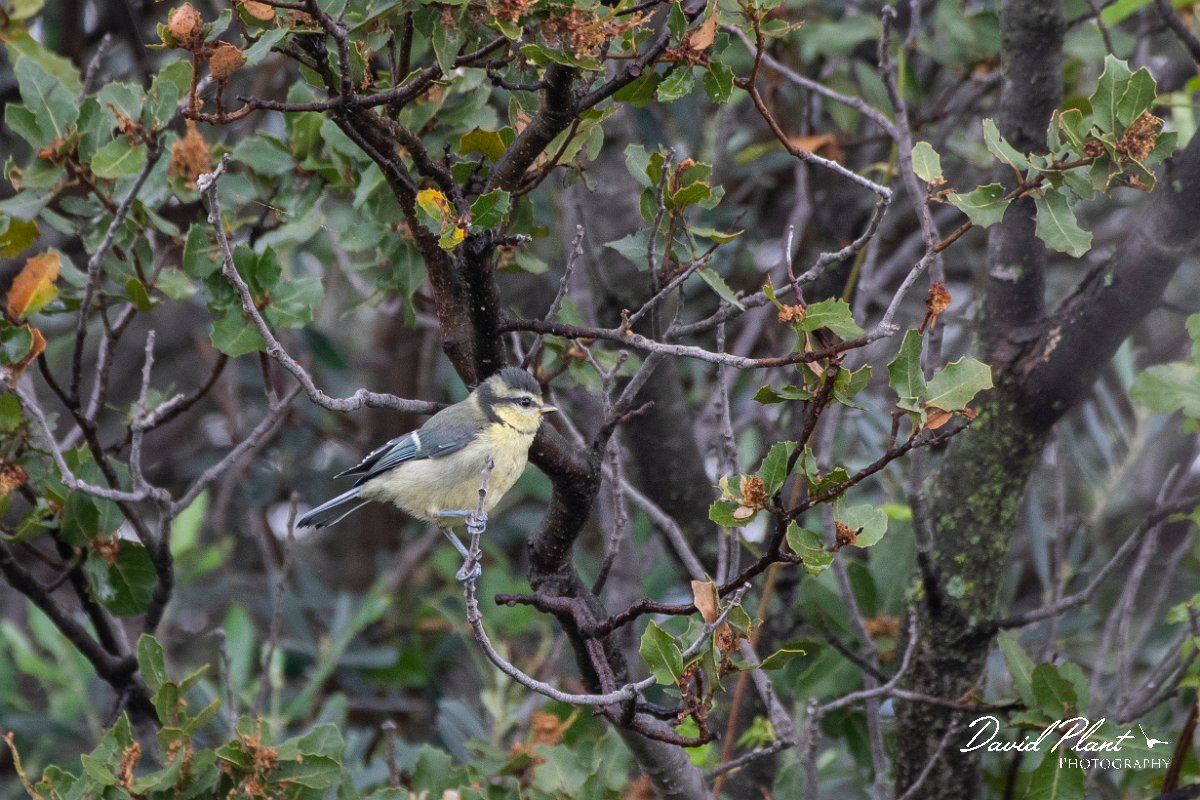 DPPhotography - Lesvos - Blue tit - C.jpg - Blue tit - Madaros, Lesvos