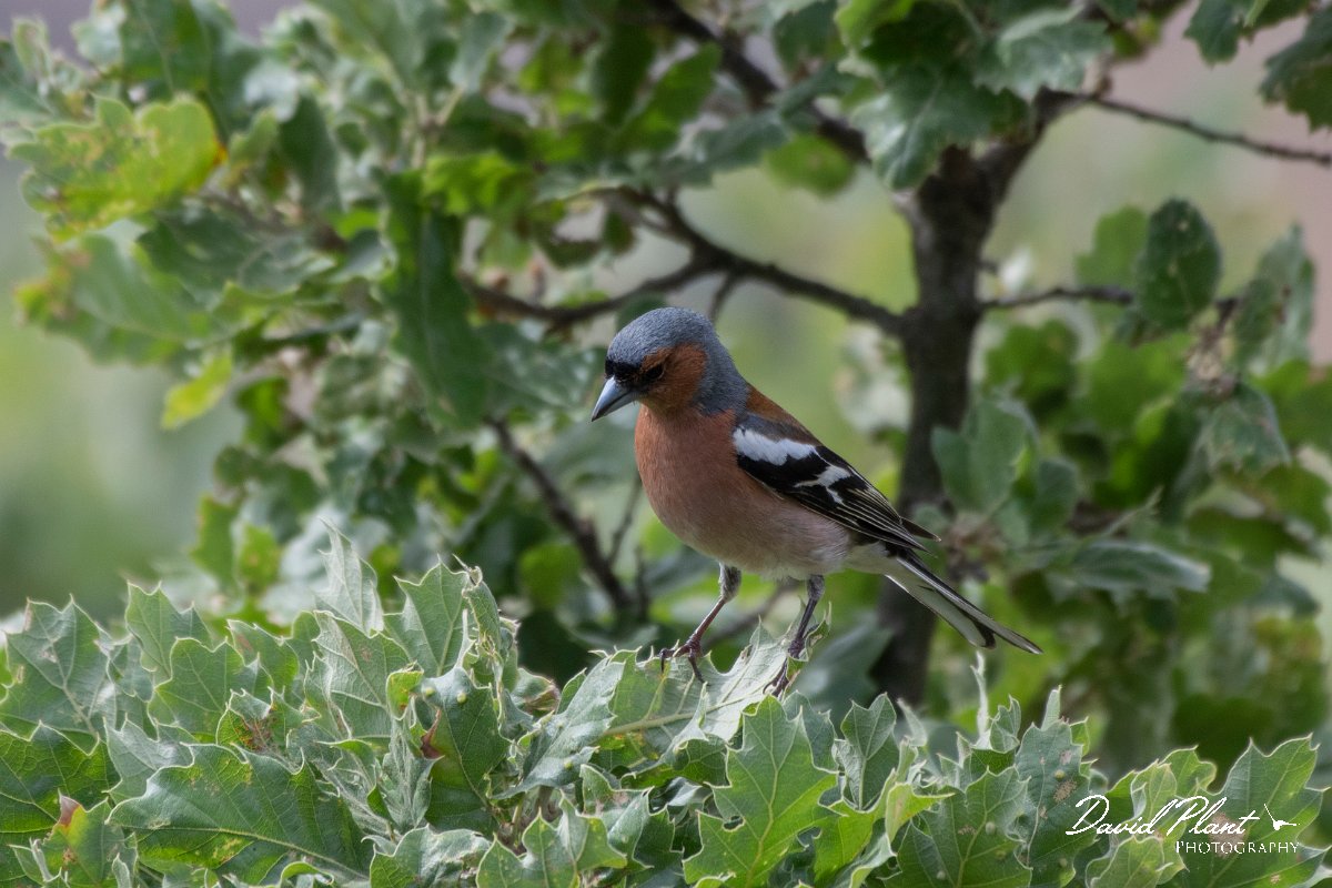 DPPhotography - Lesvos - Chaffinch - A.jpg - Chaffinch - Ipsilou Monastery, Lesvos