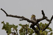 DPPhotography - Lesvos - Cinereous bunting - D