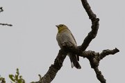 DPPhotography - Lesvos - Cinereous bunting - E