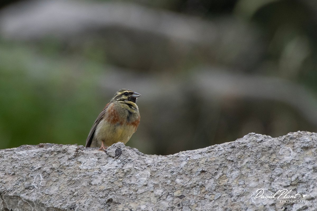 DPPhotography - Lesvos - Cirl bunting - B.jpg - Cirl bunting - Ipsilou Monastery, Lesvos