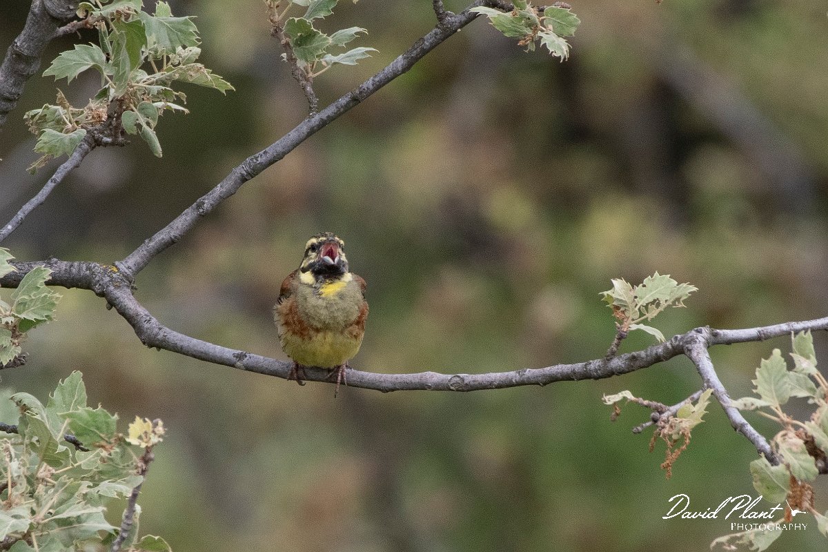 DPPhotography - Lesvos - Cirl bunting - C.jpg - Cirl bunting - Ipsilou Monastery, Lesvos