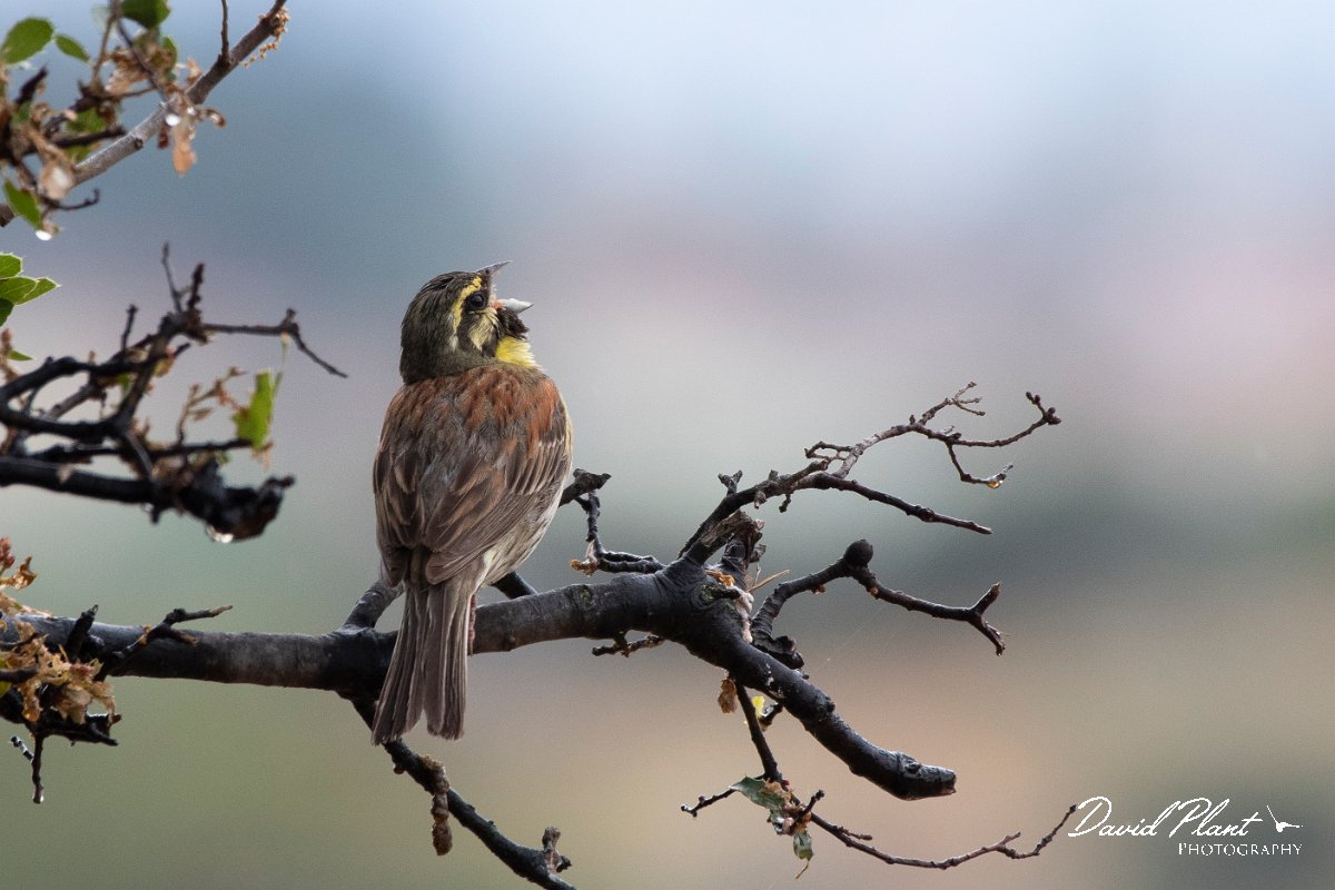 DPPhotography - Lesvos - Cirl bunting - E.jpg - Cirl bunting - Madaros, Lesvos