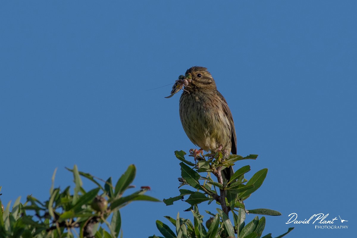 DPPhotography - Lesvos - Cirl bunting - F.jpg - Cirl bunting - Madaros, Lesvos