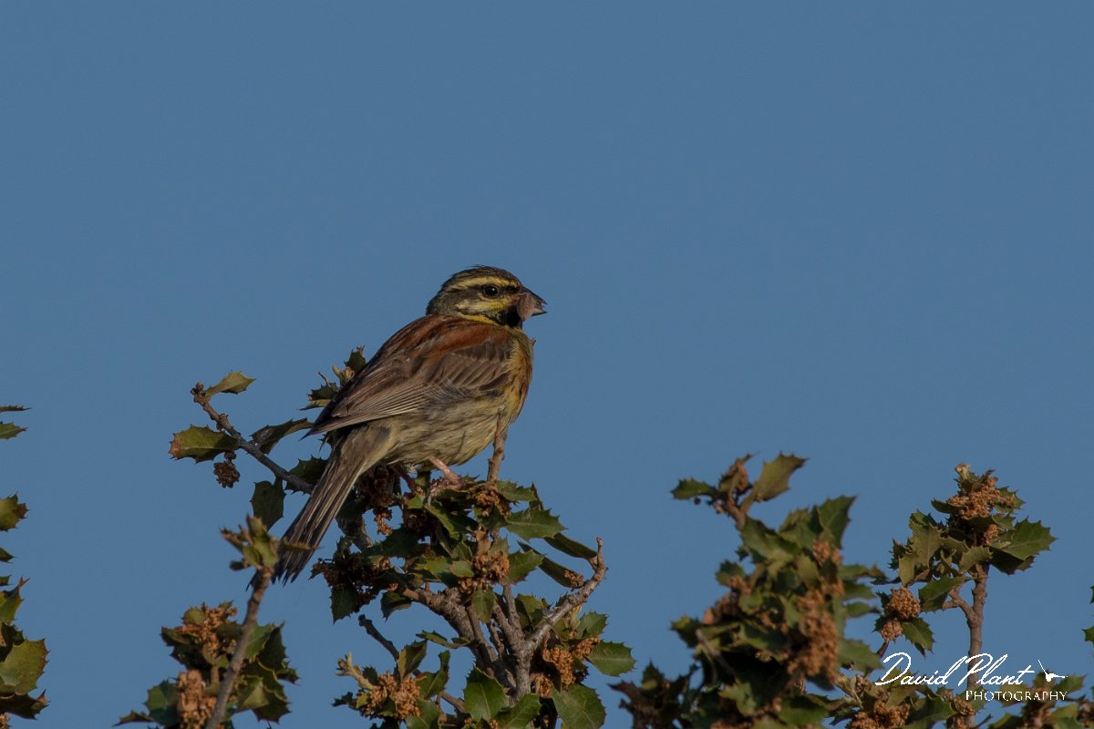 DPPhotography - Lesvos - Cirl bunting - G.jpg - Cirl bunting - Madaros, Lesvos