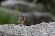 DPPhotography - Lesvos - Cirl bunting - A