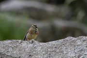 DPPhotography - Lesvos - Cirl bunting - B