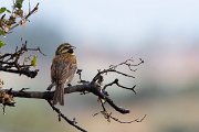 DPPhotography - Lesvos - Cirl bunting - D