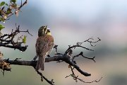 DPPhotography - Lesvos - Cirl bunting - E
