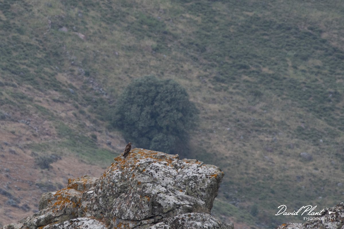 DPPhotography - Lesvos - Common buzzard - A.jpg - Common buzzard - Ipsilou Monastery, Lesvos