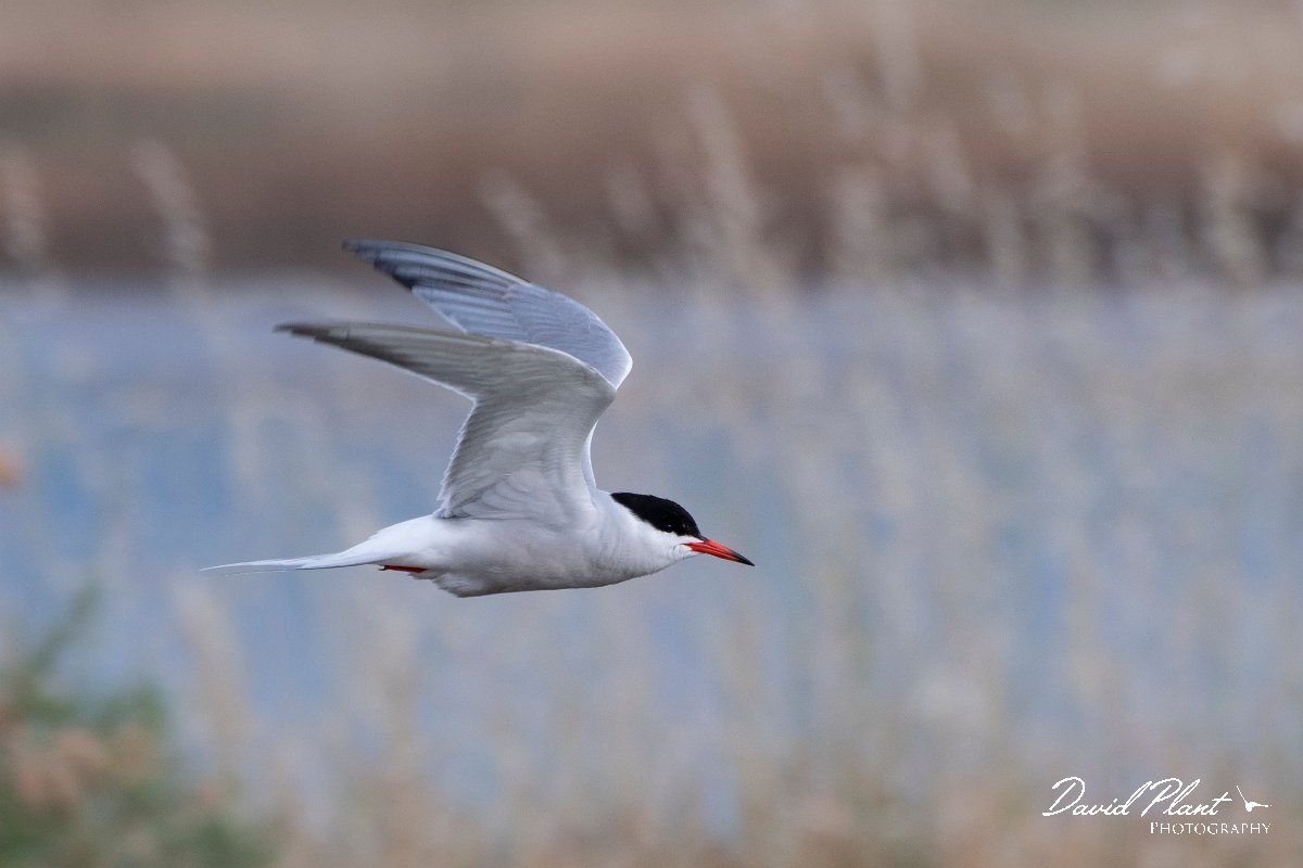 DPPhotography - Lesvos - Common tern - A.jpg - Common tern - Kalloni saltpans, Lesvos