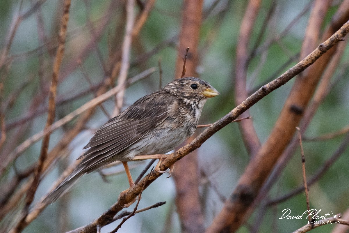 DPPhotography - Lesvos - Corn bunting - A.jpg - Corn bunting - Tsiknias river, Lesvos