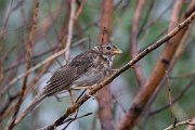 DPPhotography - Lesvos - Corn bunting - A